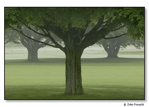 Three summer trees.