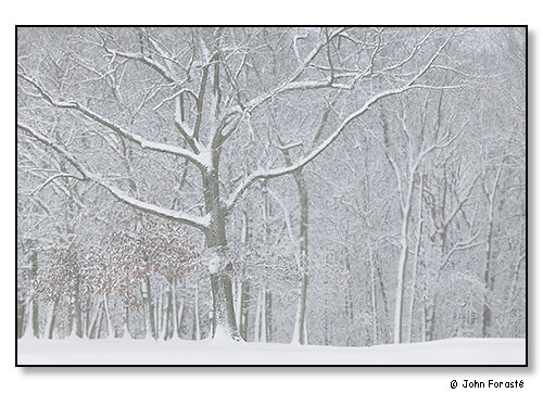 Majestic snow tree. December 2008.