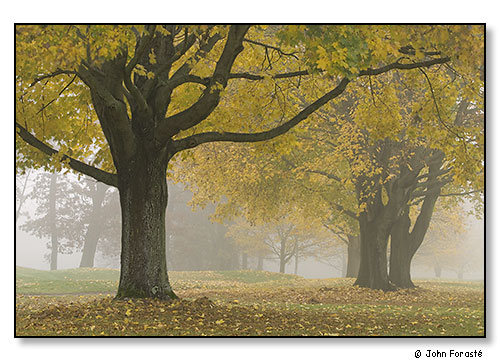 Old friends in fall. November 2008.