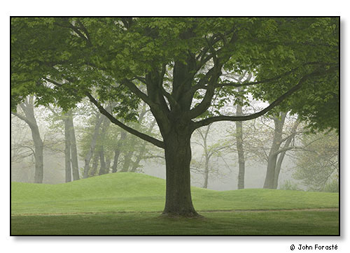 Spring trees. May 2006.
