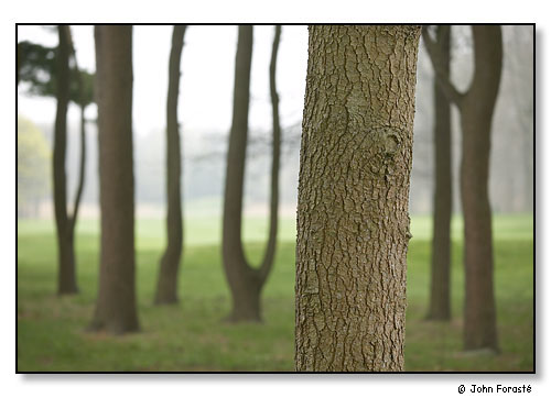 Stand of trees.