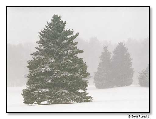 Evergreen trees in snow, Rhode Island Country Club, Barrington, Rhode Island.