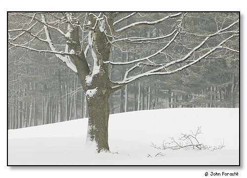 Tree after snow.
