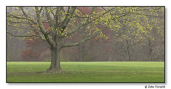 Spring tree.