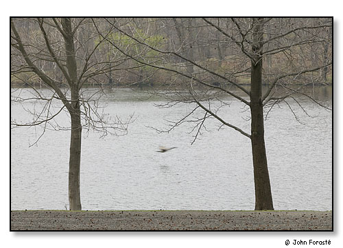 Spring, trees, goose.