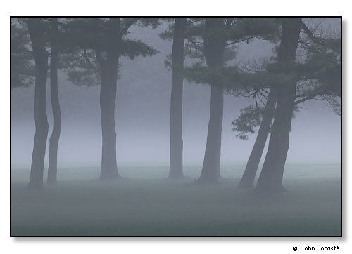 Trees in fog at dusk. September 2004.