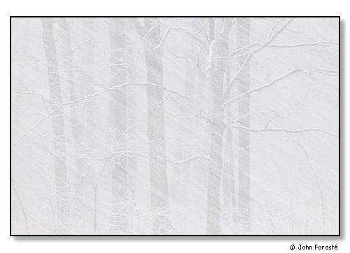 Trees in very heavy snow.