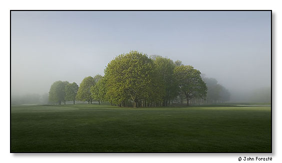 Trees in early morning fog.