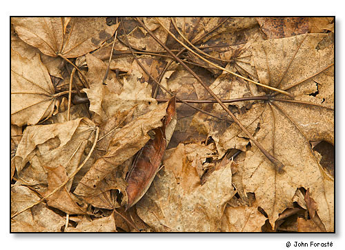 Weathered leaves.