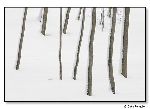 A stand of trees after snow.
