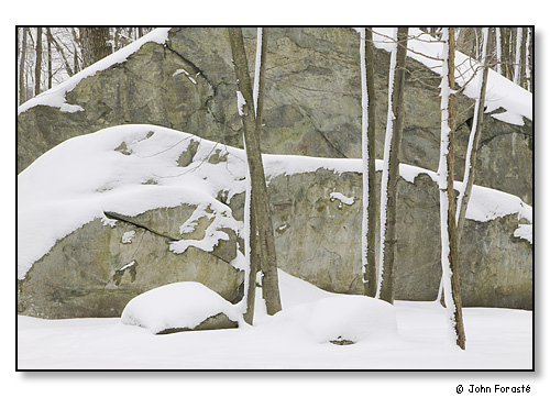 Winter woods.