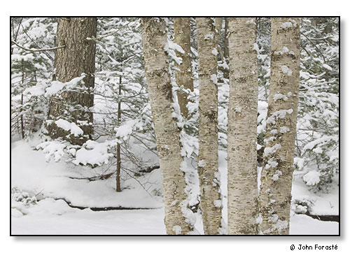 Winter Woods. February 2006.