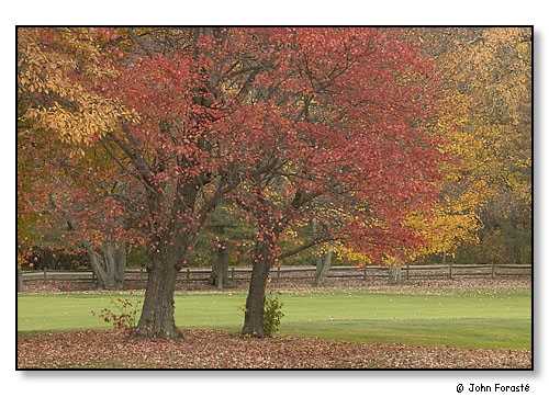 Fall trees.