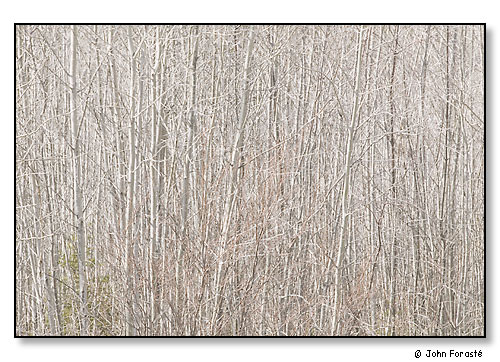 Stand of young trees. Deer Isle, Maine. May 2004