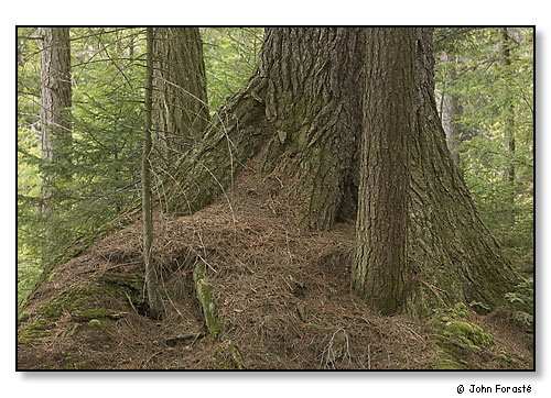 Forest Detail. October 2005