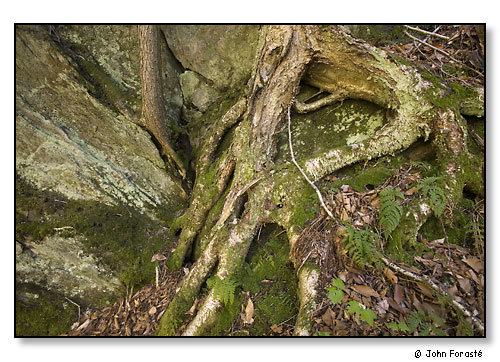 Tree roots