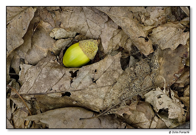 Acorn. September 2012.