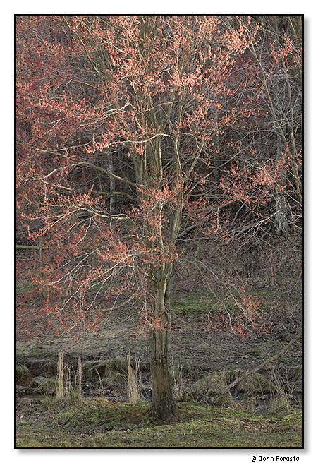 Spring. March 2012.