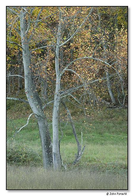 Fall. October 2011.