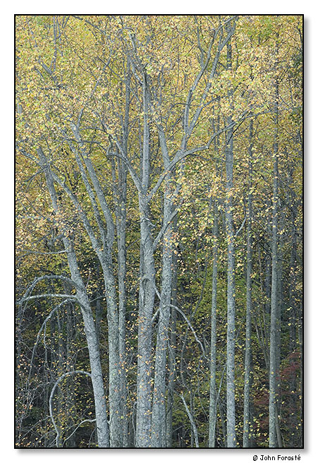 Fall. October 2011.