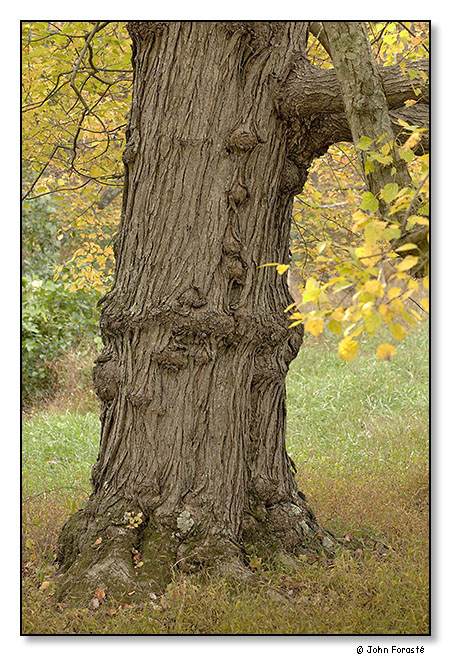 Fall. October 2011.