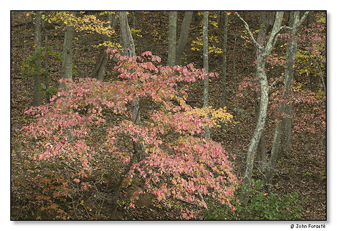 Fall. October 2012.