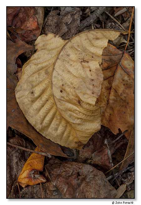 Fall leaves. Bundoran Farm, Albemarle County, Virginia. November 2013.