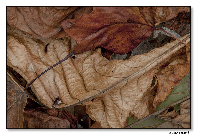 Fall leaves. Bundoran Farm, Albemarle County, Virginia. November 2013.