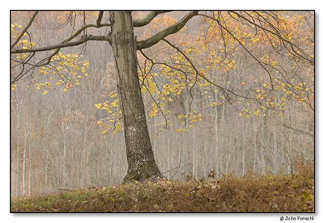 Late fall. November 2012.