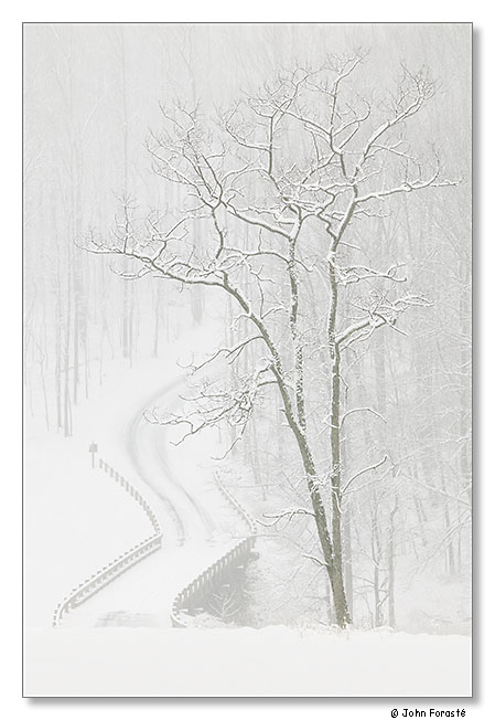 Snow. February 2012.