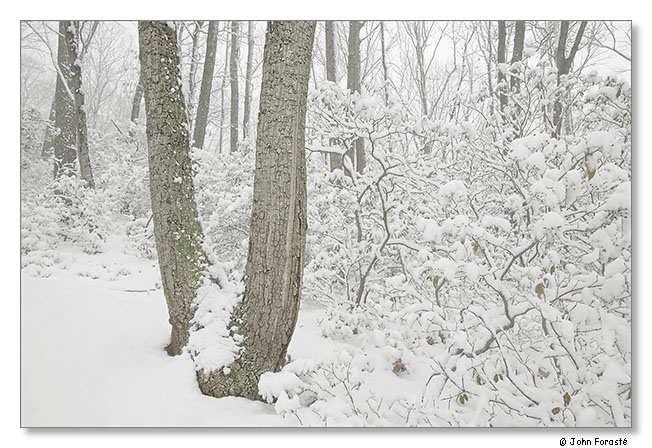 Snow. February 2012.