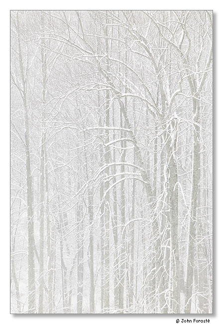 Snow. February 2012.