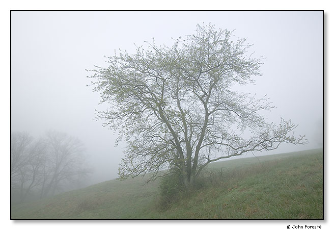 Spring. March 2012.