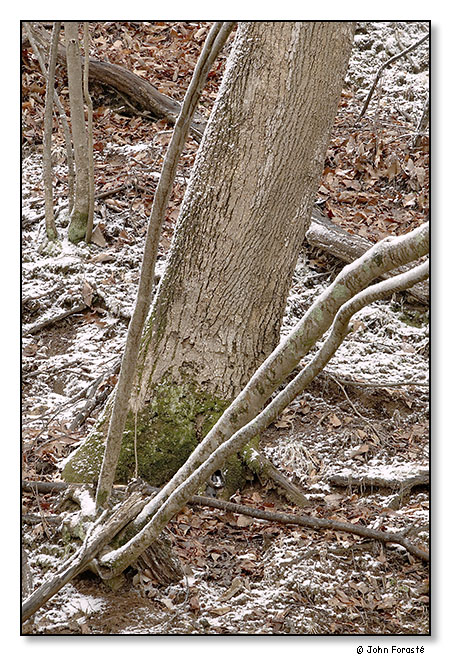 Winter. January 2012.