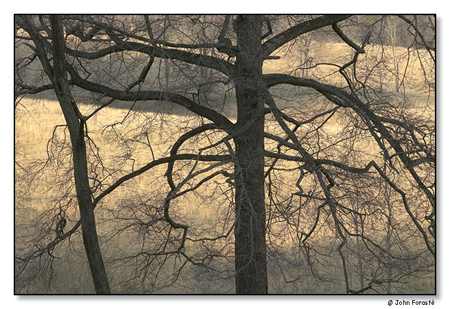 Winter. Bundoran Farm, Albemarle County, Virginia. January 2012.