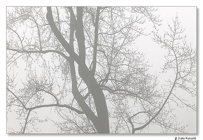 Winter filigree. January 2013.