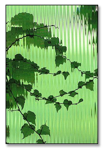 Detail of ivy on window. <br>Rogers Hall (now Salomon Hall), Brown University, Providence, Rhode Island. June 1983.