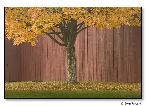 Fall tree and barn.