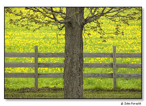 Tree Dandelions, May 2005