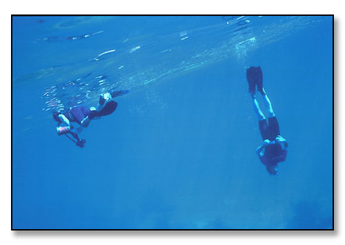 Snorkelers diving and photographing. <br>Research trip by Brown University's Graduate Program in Ecology & Evolutionary Biology. <br>Coral Reef, Belize, Central America. January 1997.