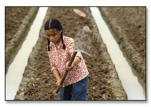 Girl cultivating rice field. Kwangchow, China. July 1979.